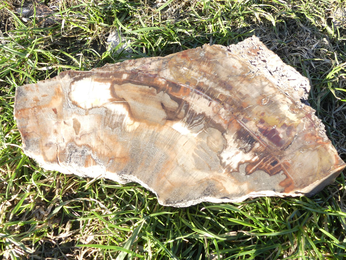 Tranche de Bois Fossile polis de Madagascar - Bois fossilisé, pierre brut de collection