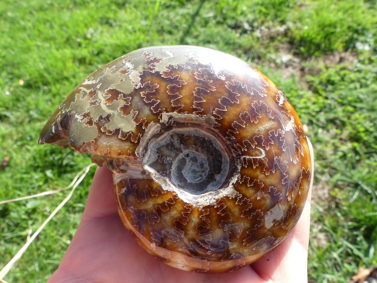 Fossile d'Ammonite fougère de Madagascar - Boutique suisse de minéraux du monde & lithothérapie