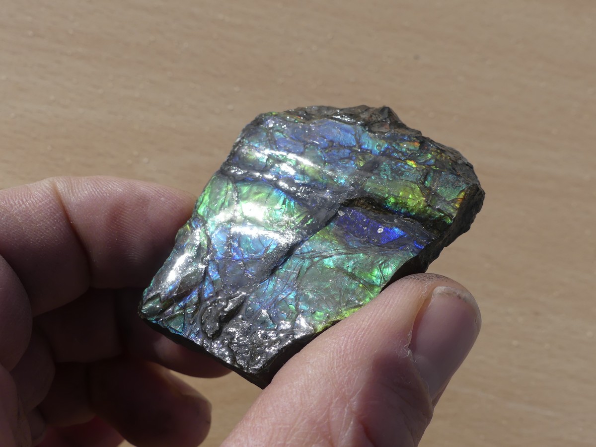 Ammolite brute du Canada | Pierre semi précieuse 4 cm bleu vert