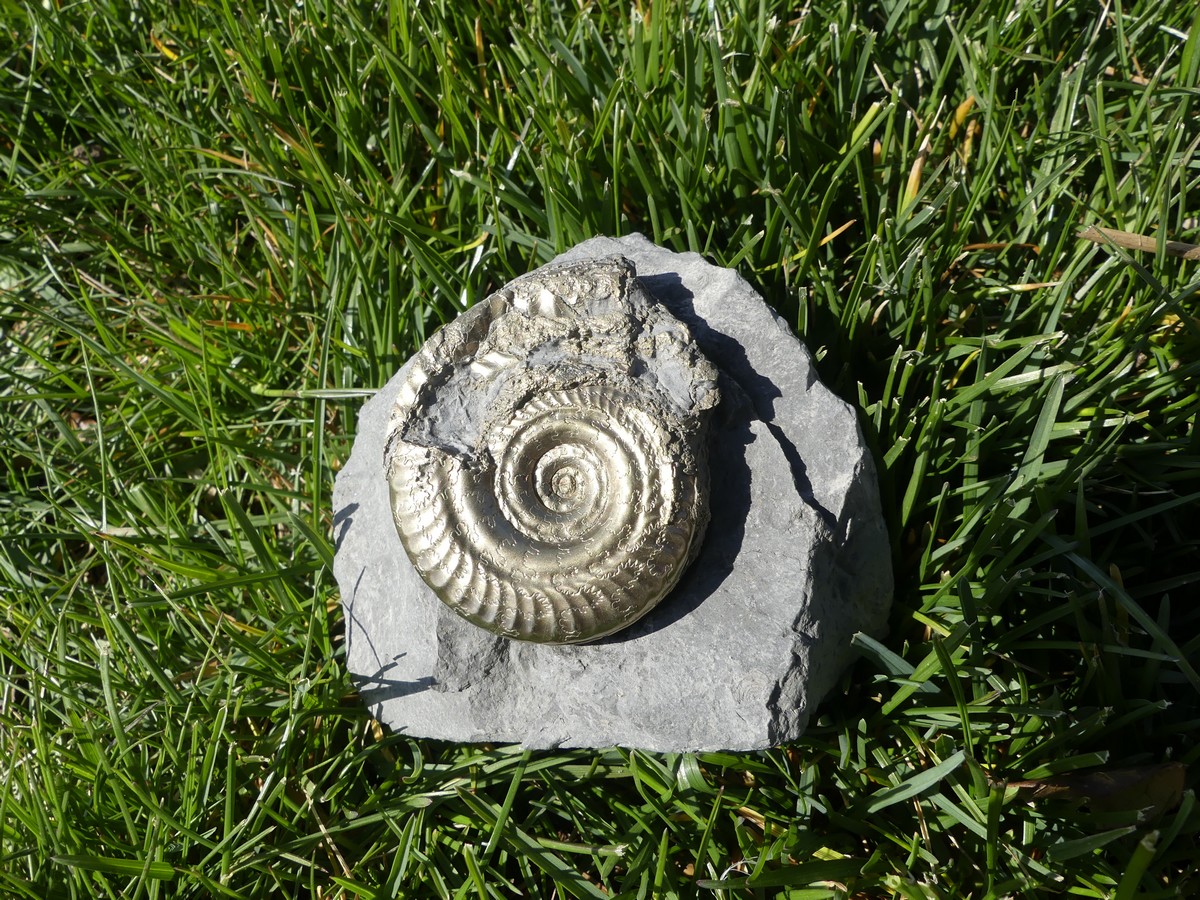 Fossile d'Ammonite pyritisée brut, provenance France, gris