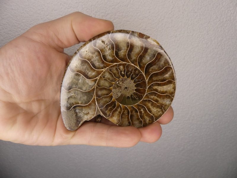 Découvrez notre magnifique sélection de fossiles d'Ammonite. Boutique Suisse de pierres de collection et lithothérapie en Suisse. Livraison rapide. Commande en ligne.