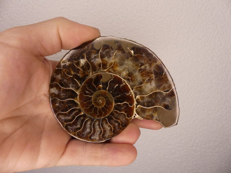 Découvrez notre magnifique sélection de fossiles d'Ammonite. Boutique Suisse de pierres de collection et lithothérapie en Suisse. Livraison rapide. Commande en ligne.