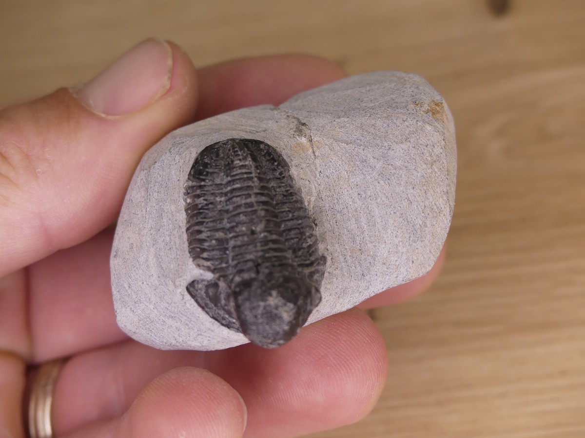Découvrez notre magnifique sélection de fossiles trilobite du Maroc. Boutique Suisse de pierres de collection et lithothérapie en Suisse. Livraison rapide. Commande en ligne.
