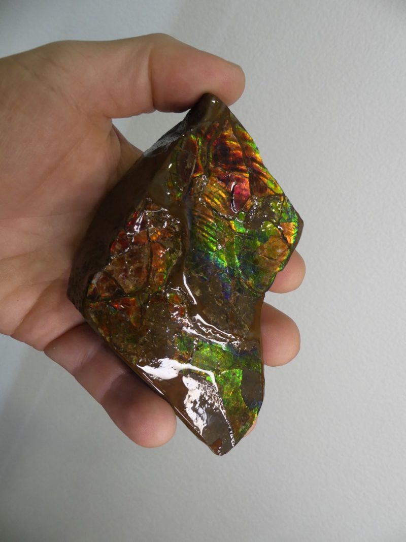 Ammolite brute du Canada | Boutique suisse Lithothérapie & minéraux du monde