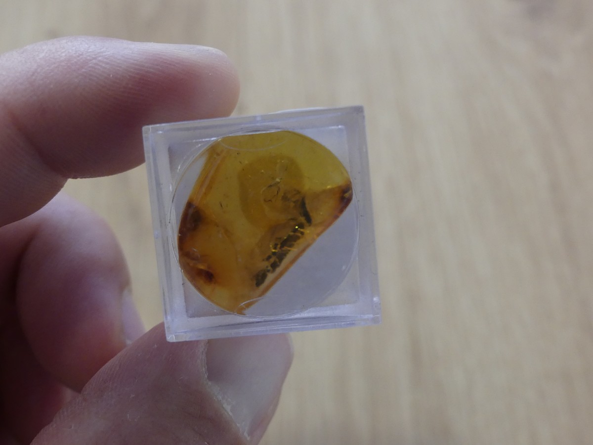 Ambre avec insectes boîte loupe - Boutique suisse de minéraux du monde & lithothérapie