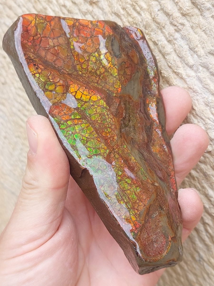 Ammolite brute du Canada | Boutique suisse Lithothérapie & minéraux du monde