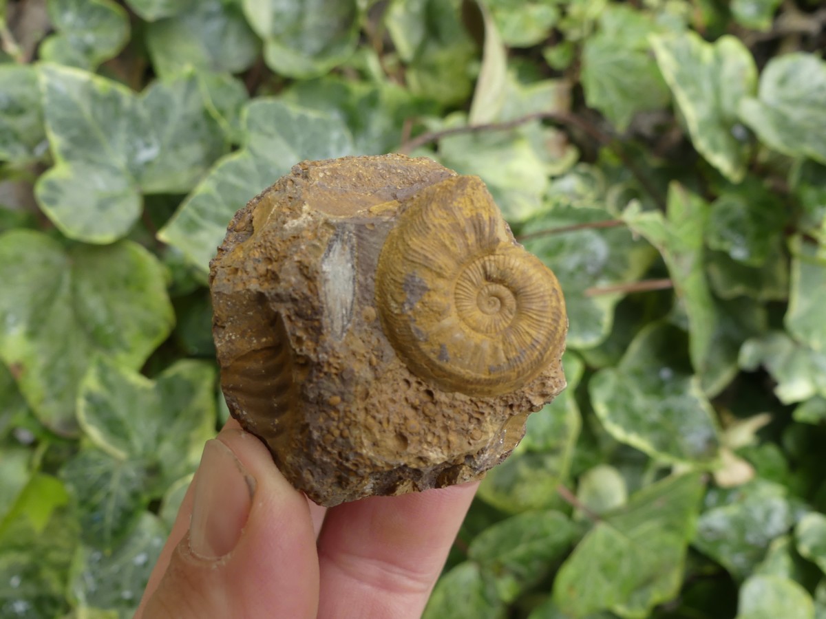 Découvrez notre magnifique sélection de Fossile d'Ammonite. Boutique Suisse de pierres brutes et lithothérapie en Suisse. Livraison rapide. Commande en ligne.