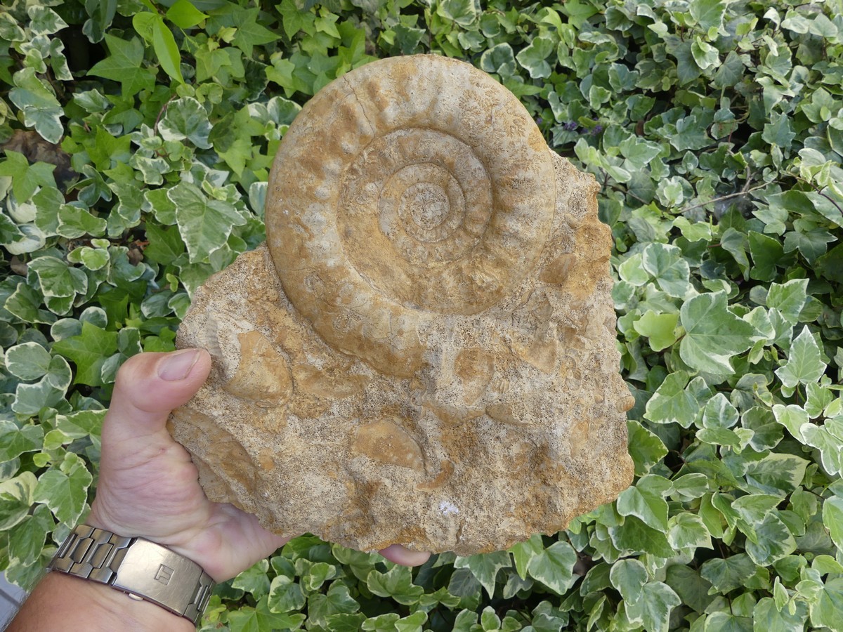 Fossile d'Ammonite - Boutique suisse de minéraux du monde & lithothérapie