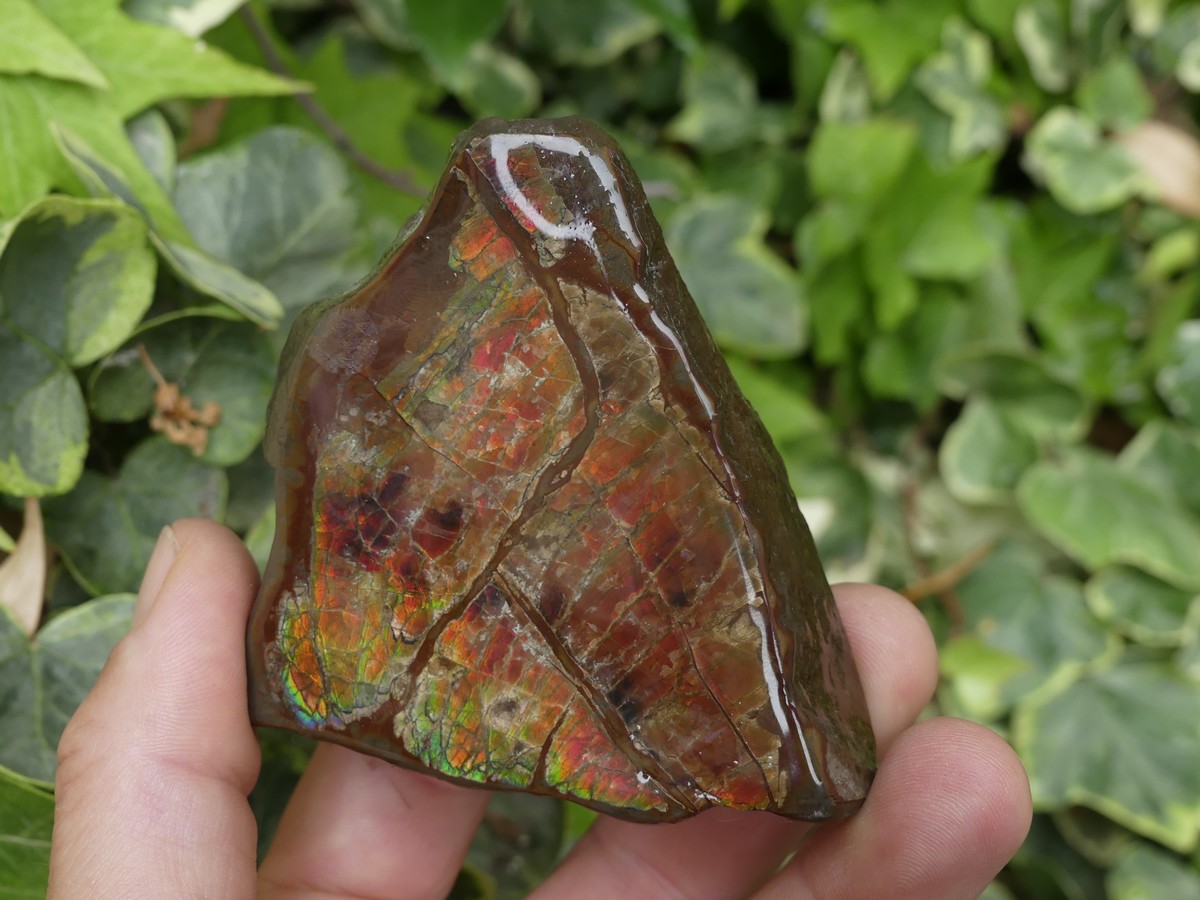 Ammolite brute du Canada | Boutique suisse Lithothérapie & minéraux du monde