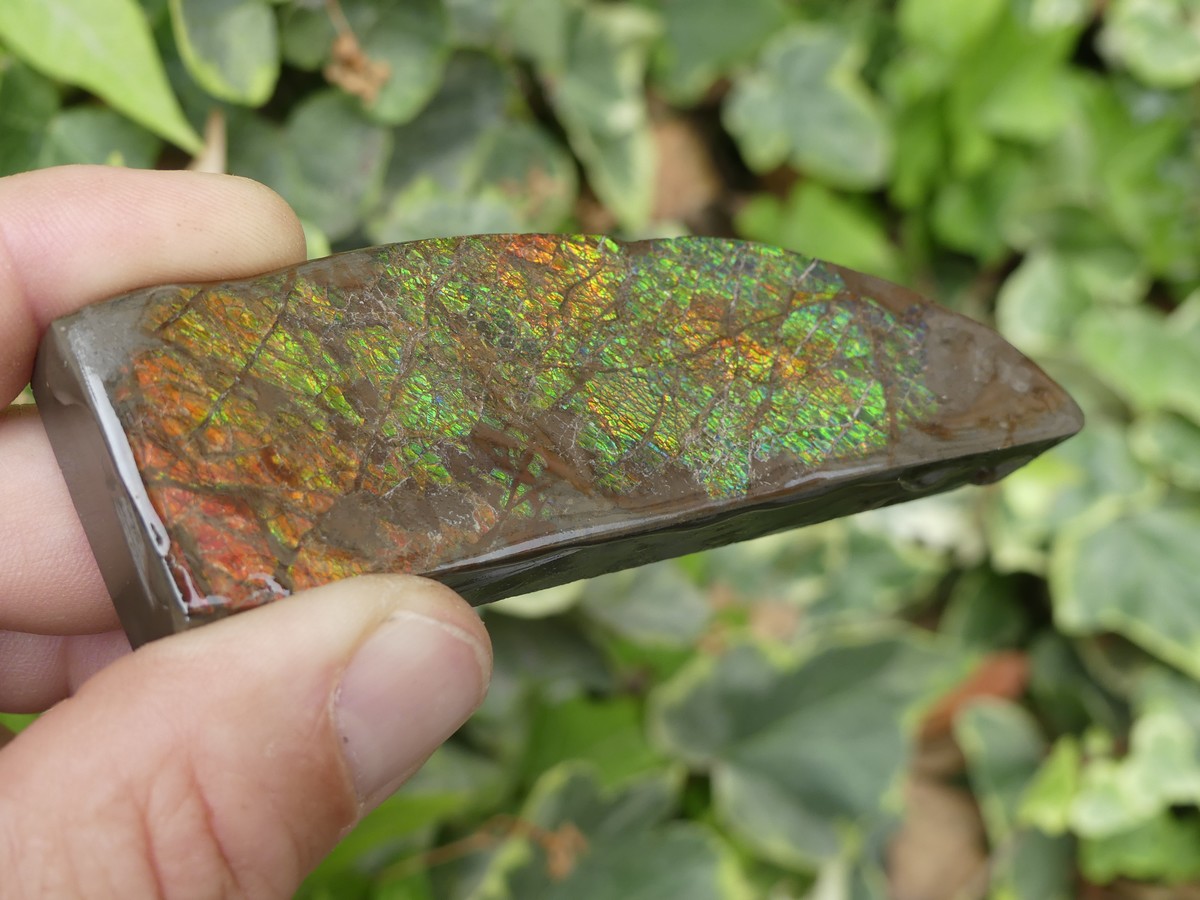 Ammolite brute du Canada | Boutique suisse Lithothérapie & minéraux du monde