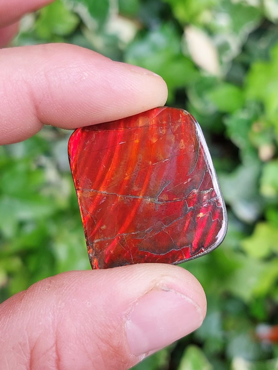 Ammolite cabochon du Canada | Boutique suisse Lithothérapie & minéraux du monde