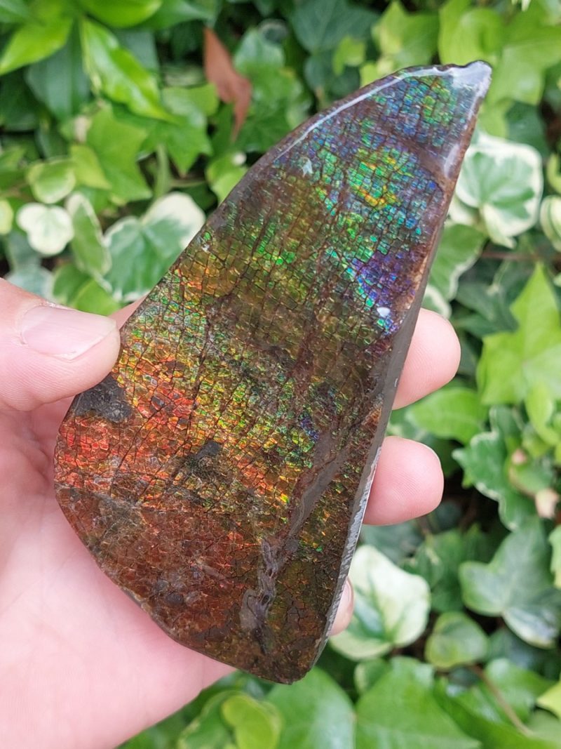 Ammolite brute du Canada | Boutique suisse Lithothérapie & minéraux du monde