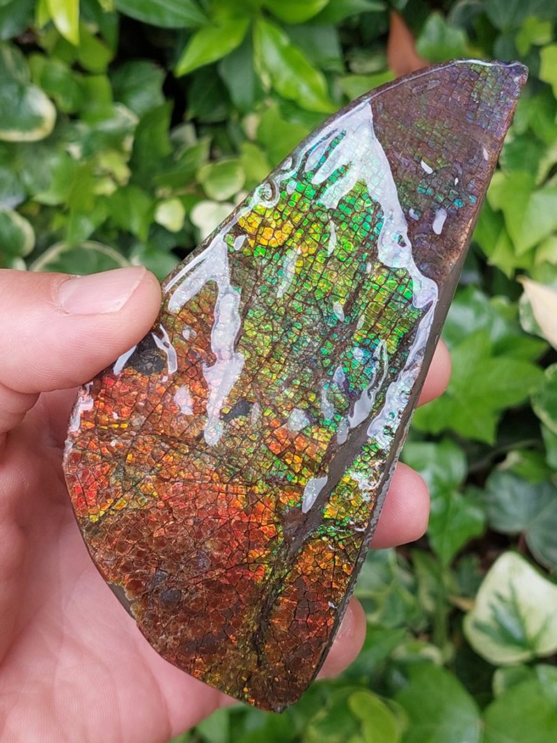 Ammolite brute du Canada | Boutique suisse Lithothérapie & minéraux du monde