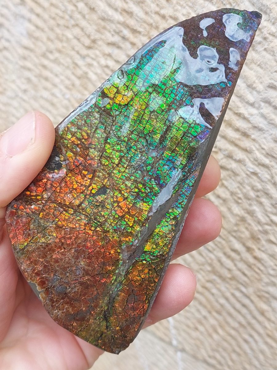 Ammolite brute du Canada | Boutique suisse Lithothérapie & minéraux du monde