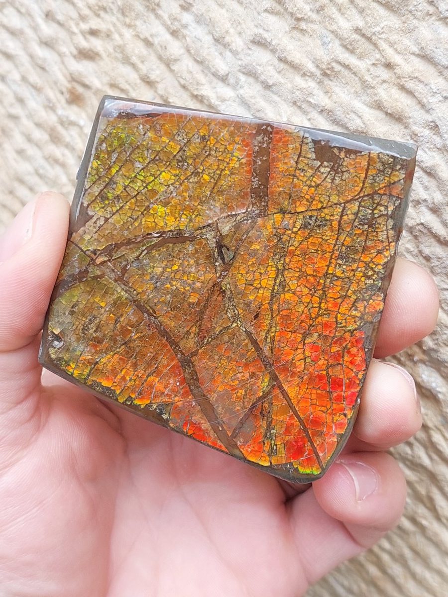 Ammolite brute du Canada | Boutique suisse Lithothérapie & minéraux du monde