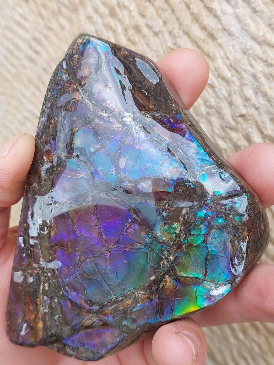 Ammolite brute du Canada | Boutique suisse Lithothérapie & minéraux du mond