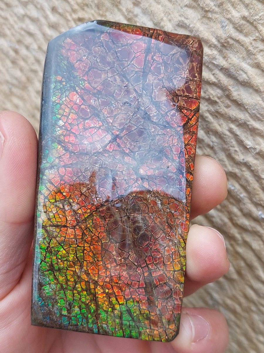 Ammolite brute du Canada | Boutique suisse Lithothérapie & minéraux du monde