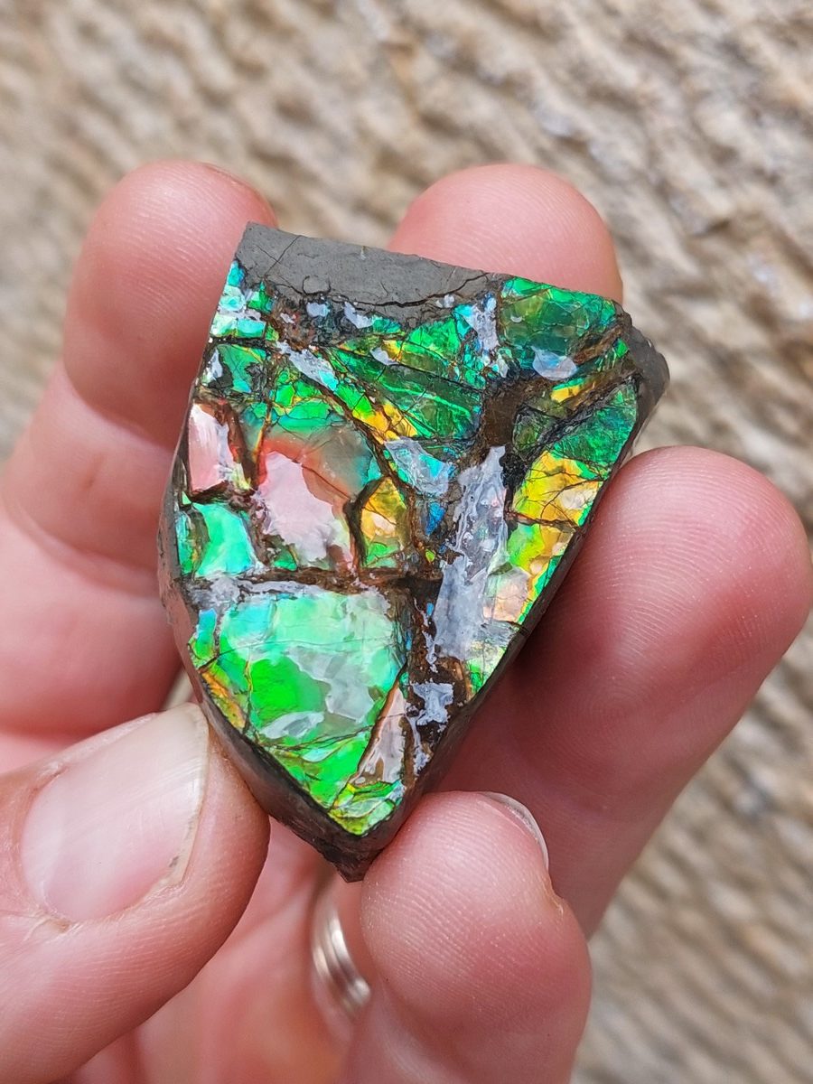Ammolite brute du Canada | Boutique suisse Lithothérapie & minéraux du monde