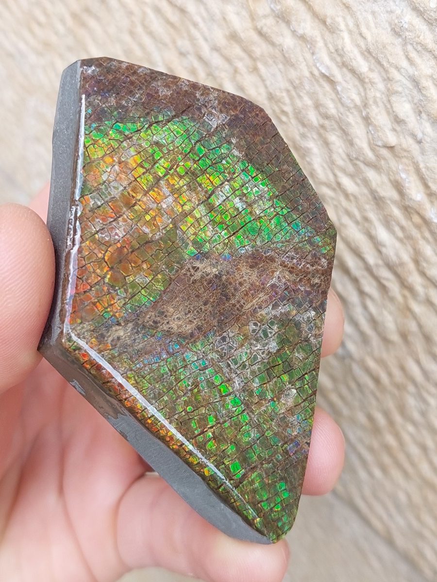 Ammolite brute du Canada | Boutique suisse Lithothérapie & minéraux du monde
