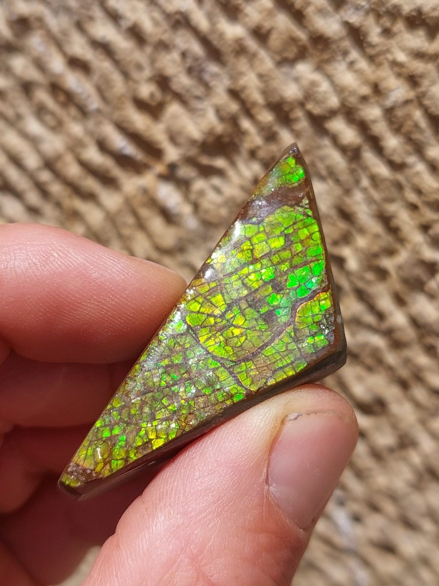 Ammolite brute du Canada | Boutique suisse Lithothérapie & minéraux du monde