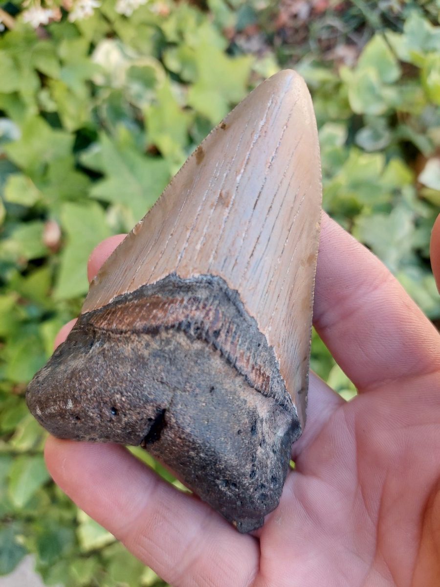 Dent de Mégalodon Carcharodon - Boutique suisse de minéraux du monde & lithothérapie
