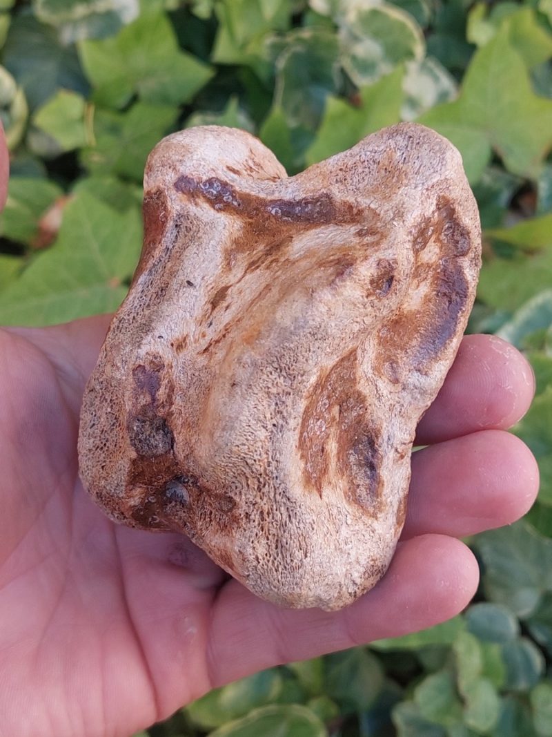 Os semi fossilisé de Bison priscus - Boutique suisse de minéraux du monde & lithothérapie