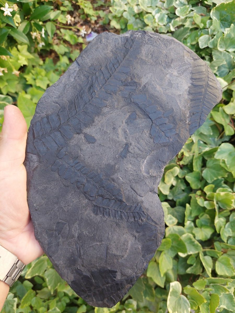 Fossile de fougère - Boutique suisse de minéraux du monde & lithothérapie