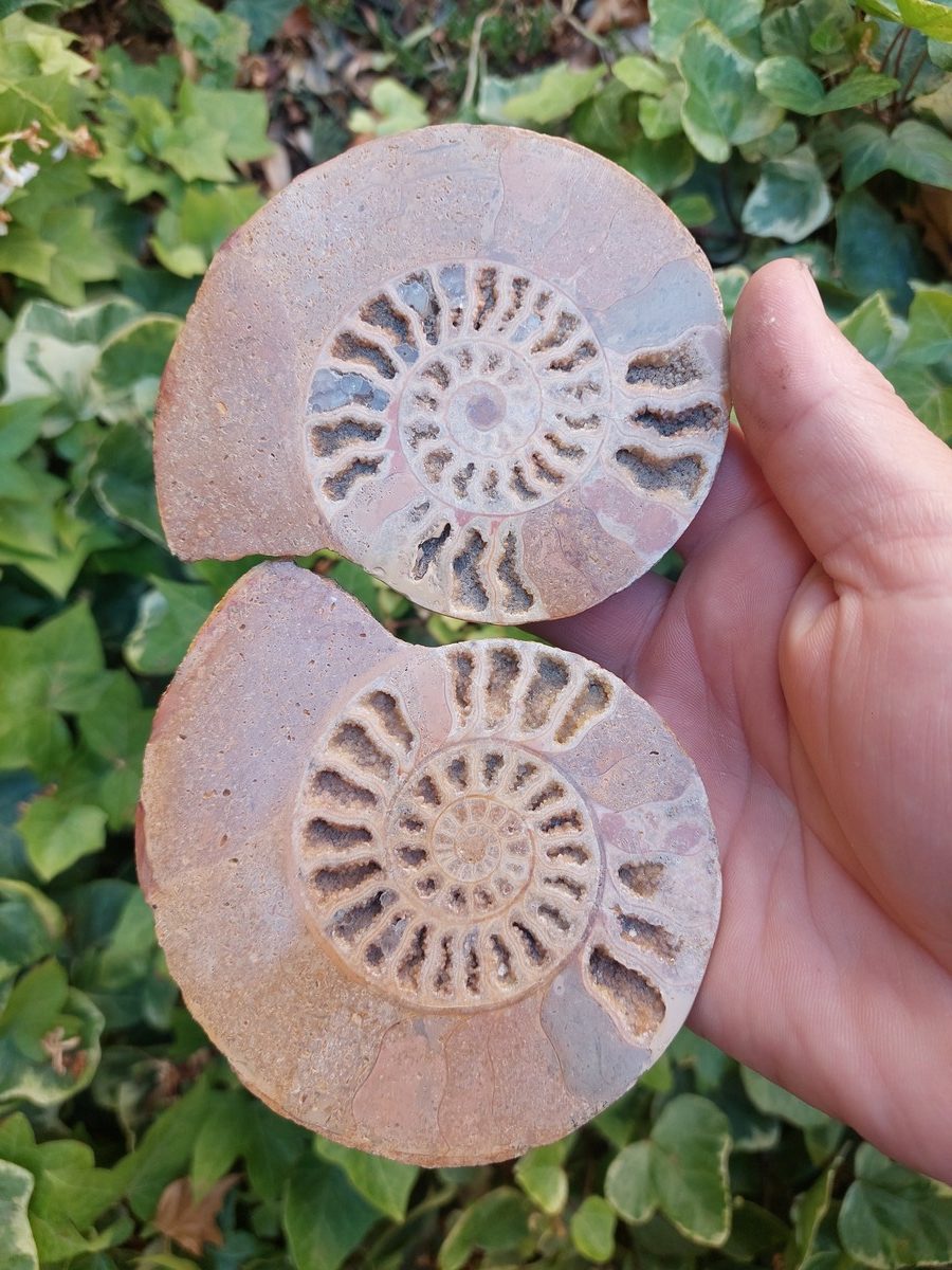 Fossile d'Ammonite polie de France