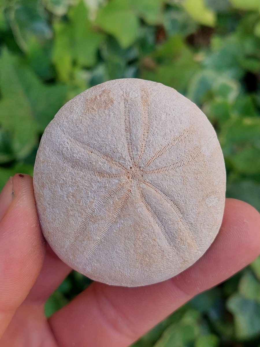 Fossile d'oursin - Boutique suisse de minéraux du monde & lithothérapie