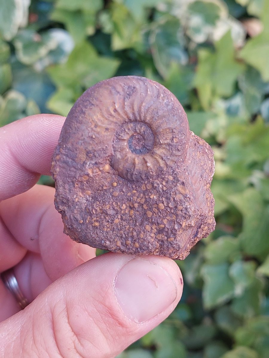 Fossile d'Ammonite Pleydelia - Boutique suisse de minéraux du monde & lithothérapie