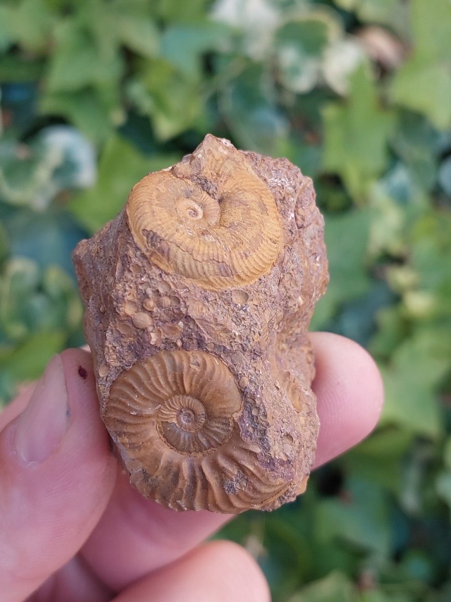 Fossile d'Ammonite Pleydelia - Boutique suisse de minéraux du monde & lithothérapie
