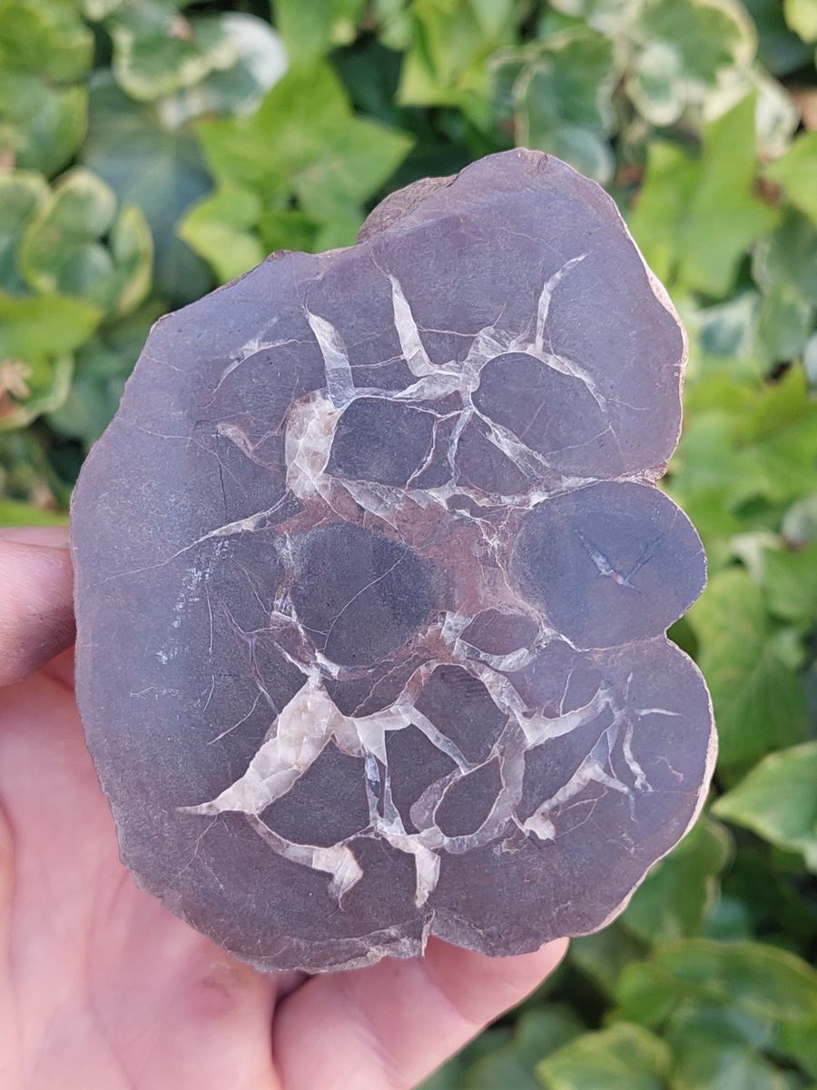 Nodule de Septaria | Boutique de pierres & minéraux, lithothérapie