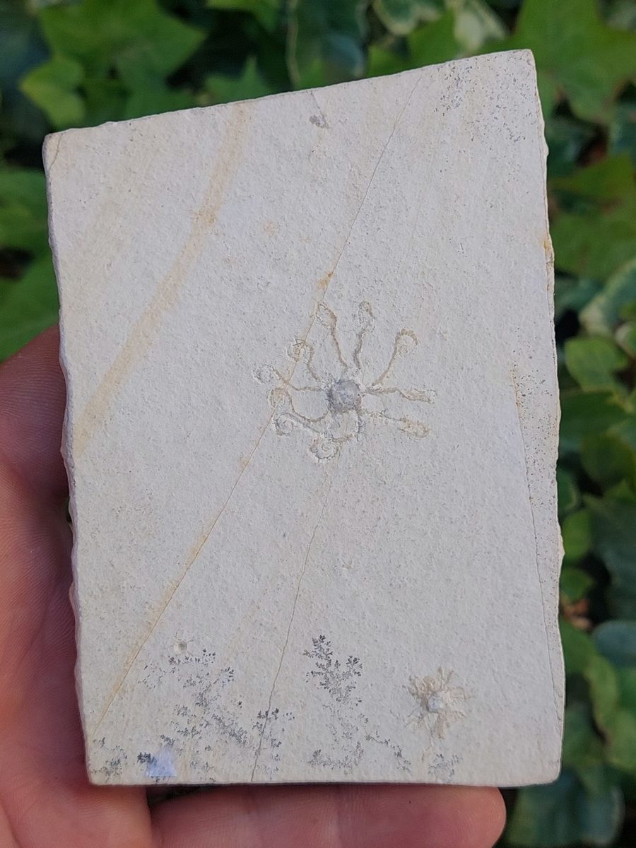 Fossile de Saccocoma - Boutique suisse de minéraux du monde & lithothérapie