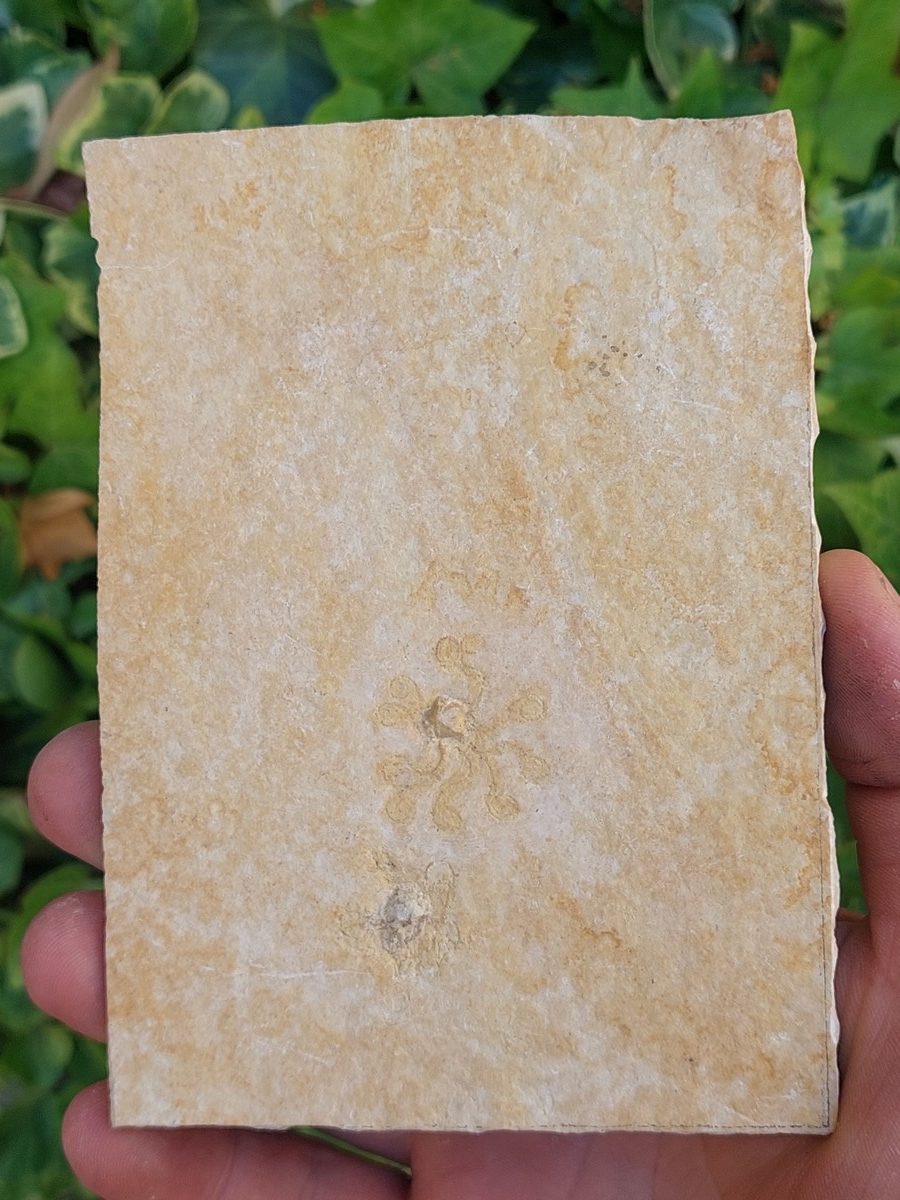 Fossile de Saccocoma - Boutique suisse de minéraux du monde & lithothérapie