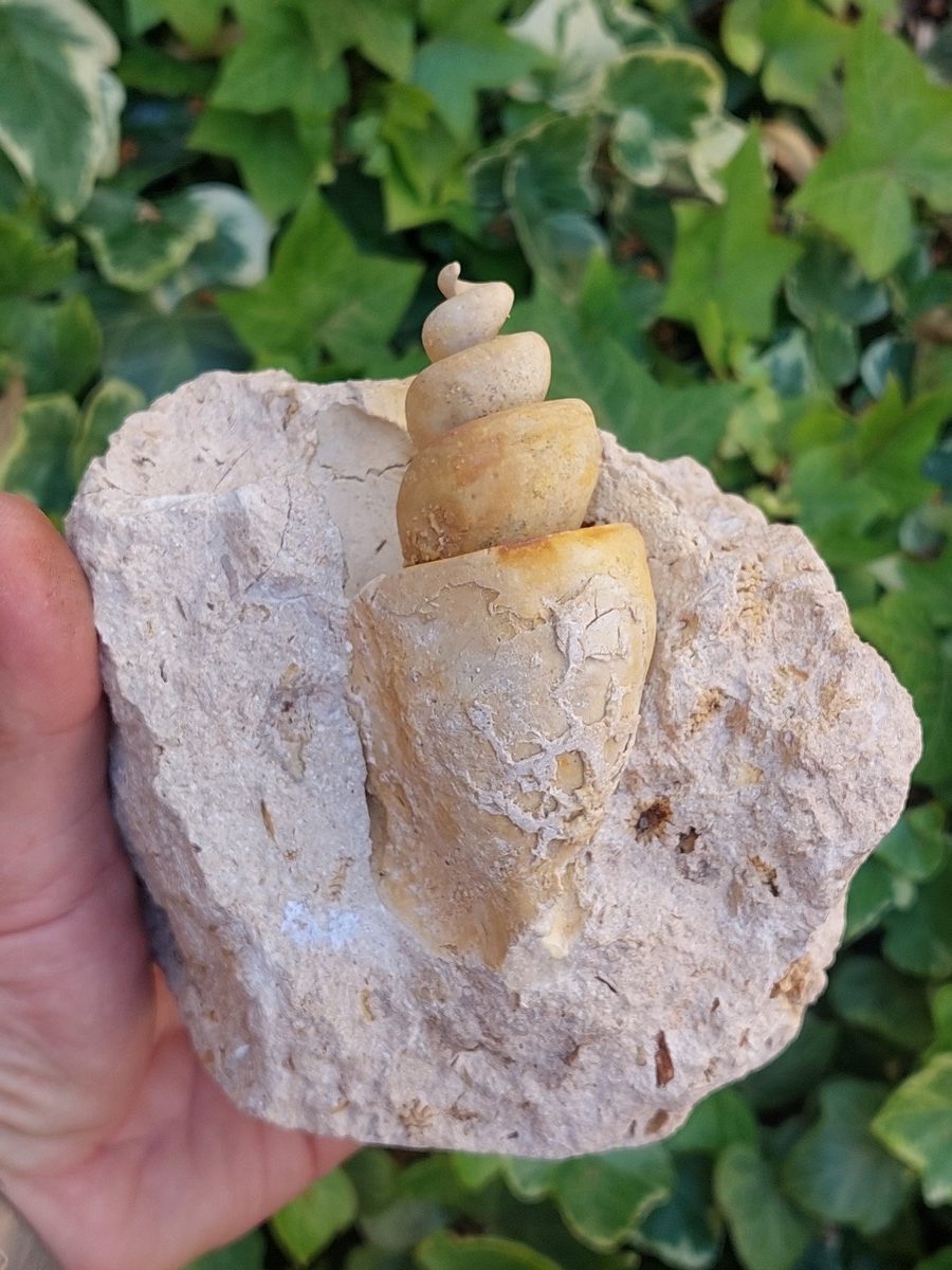 Fossile de Strombus - Boutique suisse de minéraux du monde & lithothérapie