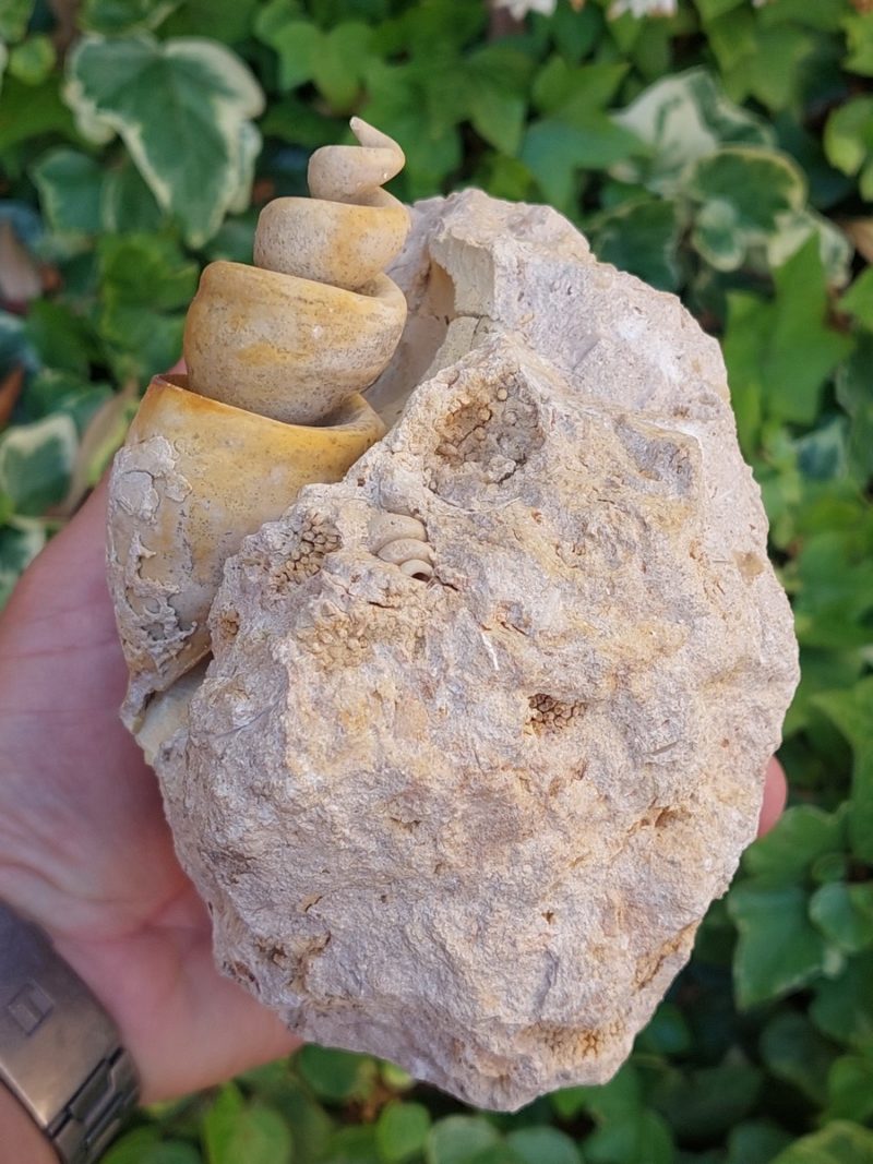 Fossile de Strombus - Boutique suisse de minéraux du monde & lithothérapie