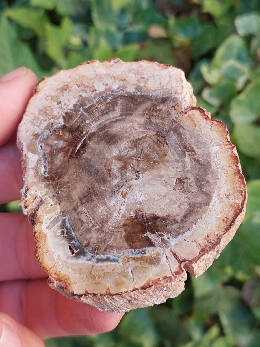 Tranche de Bois Fossile polis de Madagascar | Boutique suisse de pierres brutes