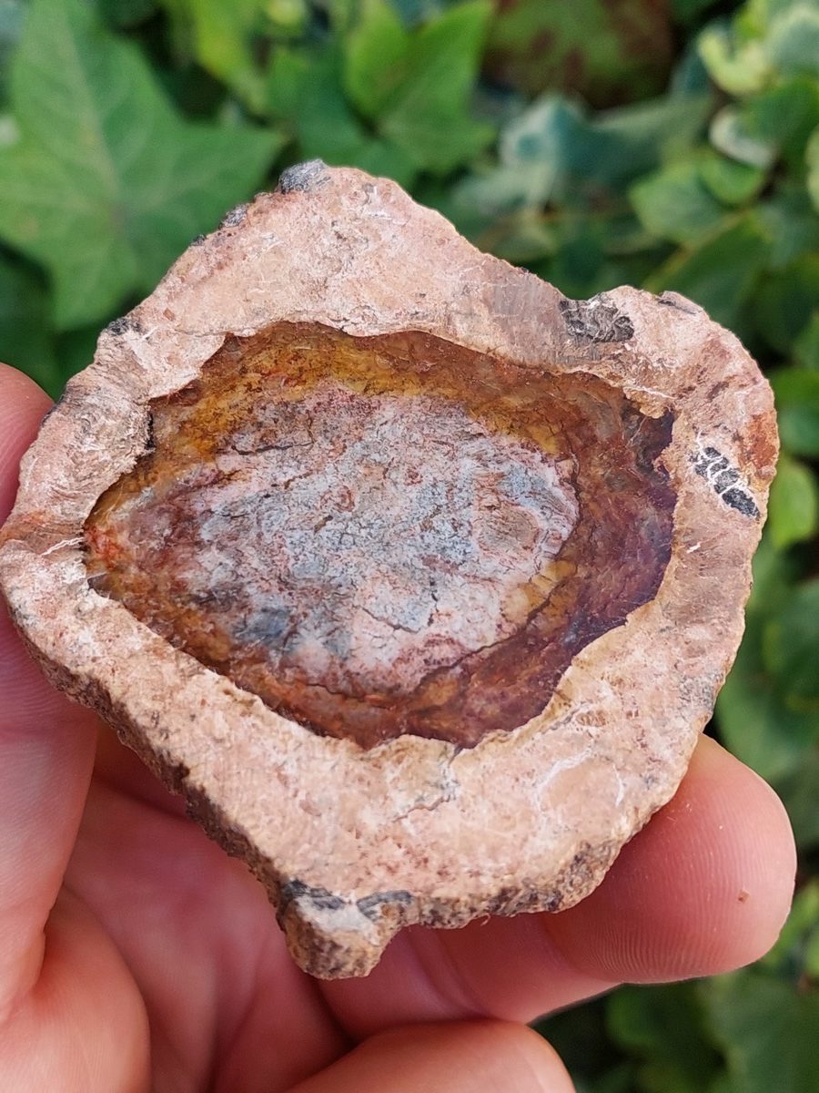 Tranche de Bois Fossile polis de Madagascar | Boutique suisse de pierres brutes
