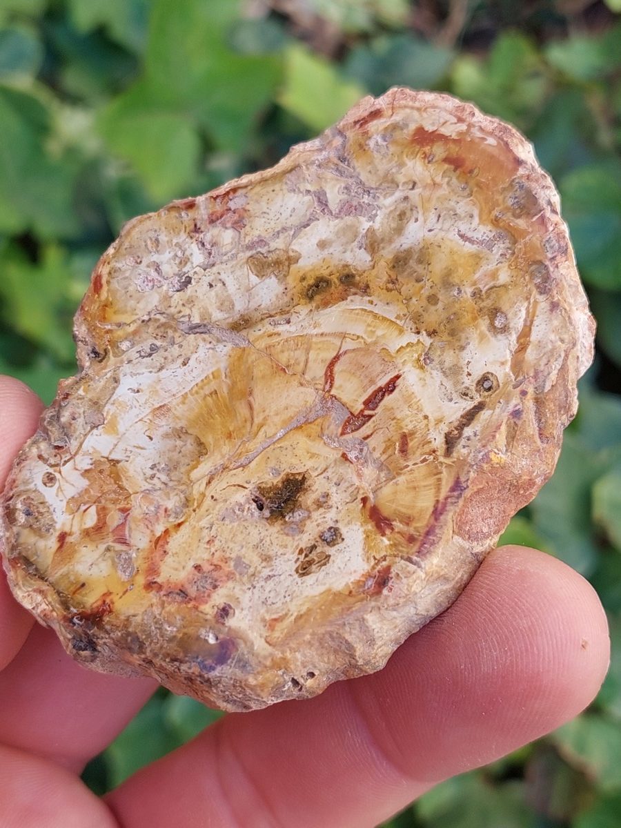 Tranche de Bois Fossile polis de Madagascar | Boutique suisse de pierres brutes