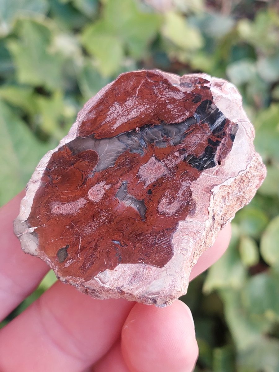 Tranche de Bois Fossile polis de Madagascar | Boutique suisse de pierres brutes