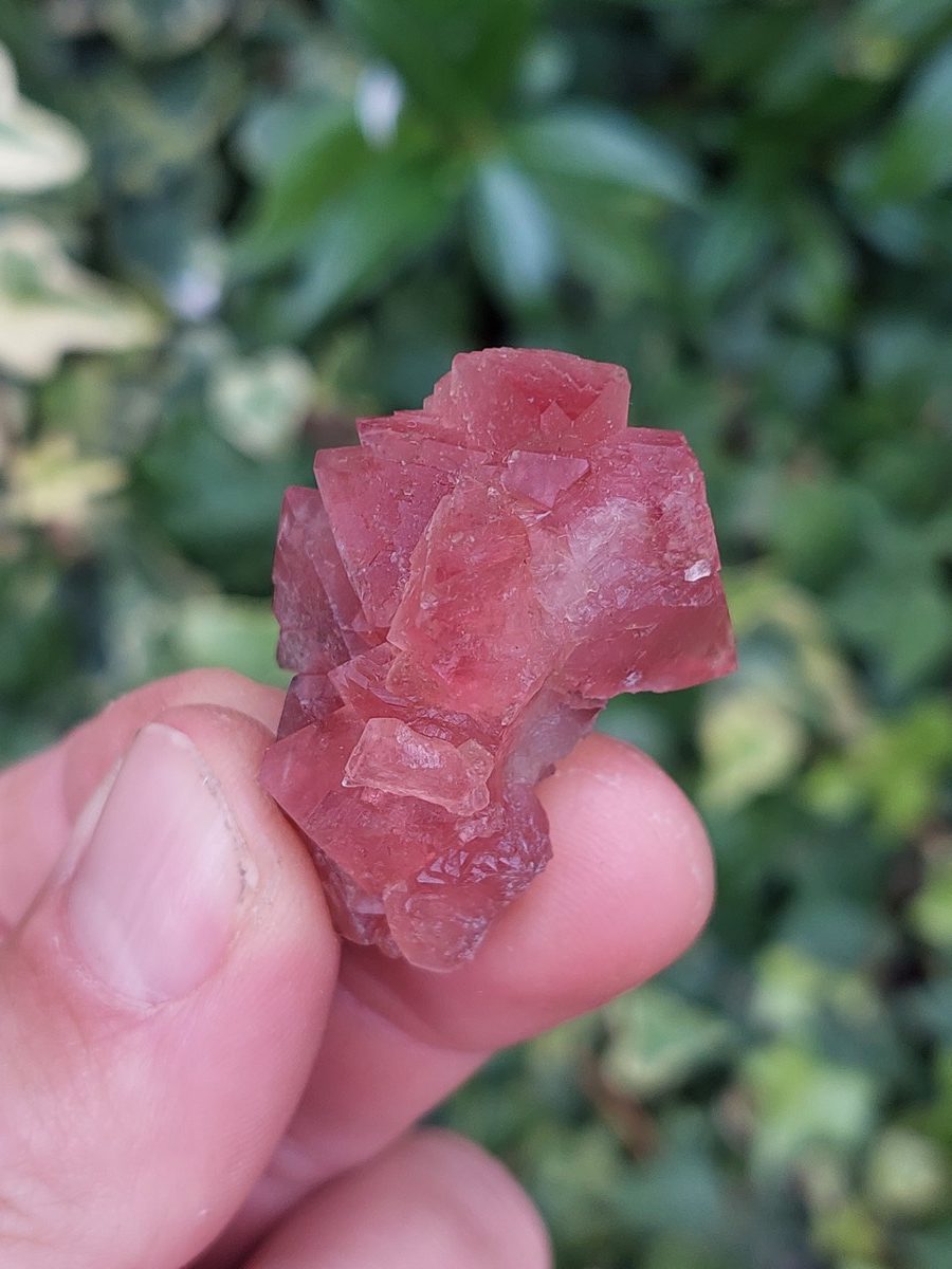 Fluorite rose brute de Suisse