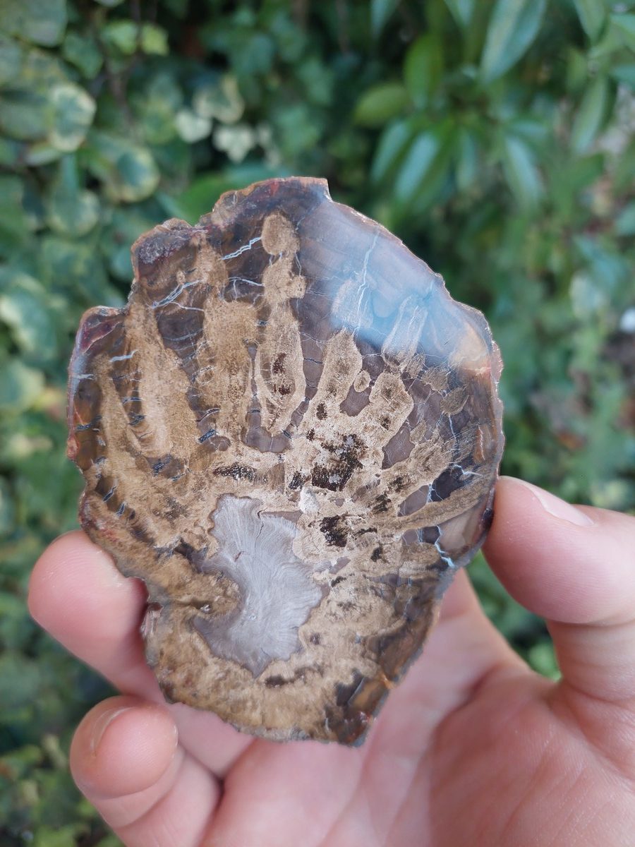 Tranche polie en Bois fossilisé