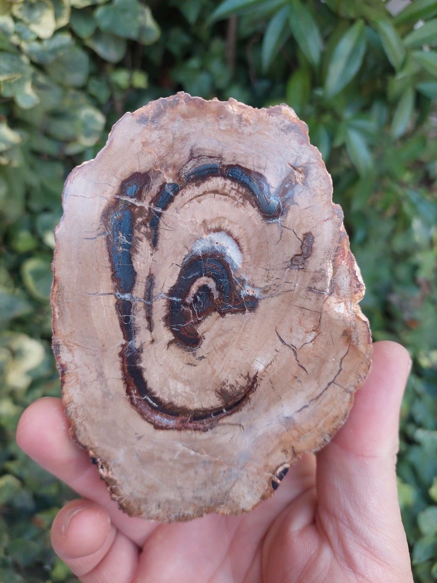 Tranche de Bois Fossile polis de Madagascar | Boutique suisse de pierres brutes