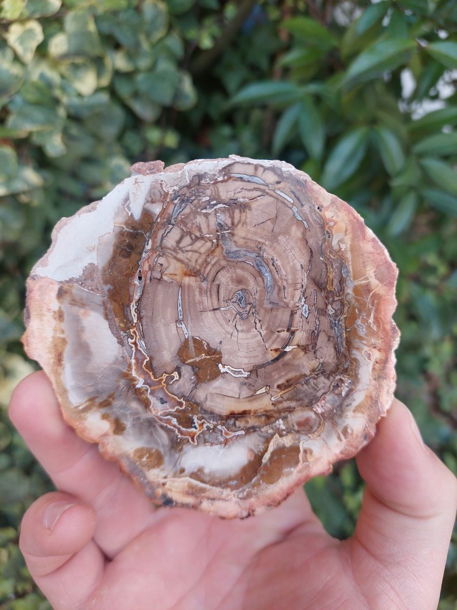 Tranche de Bois Fossile polis de Madagascar | Boutique suisse de pierres brutes