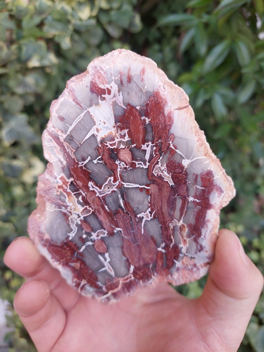 Tranche de Bois Fossile polis de Madagascar | Boutique suisse de pierres brutes