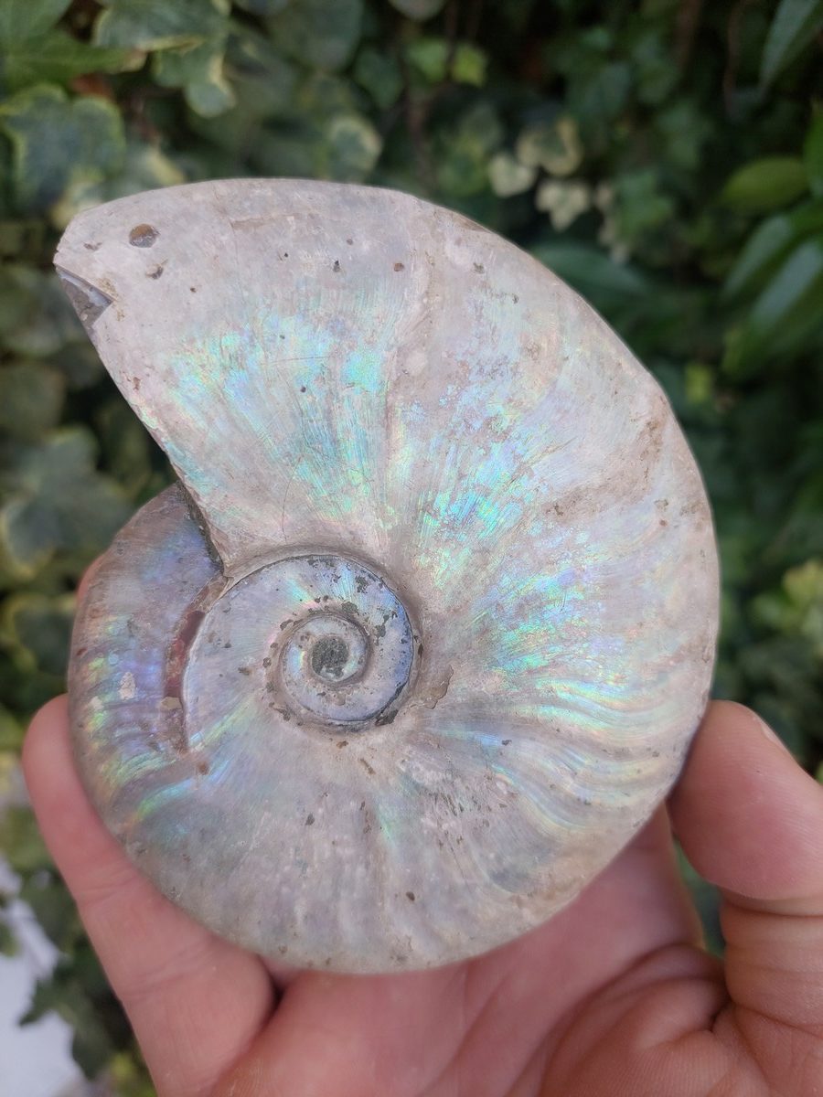 Fossile d'Ammonite nacré