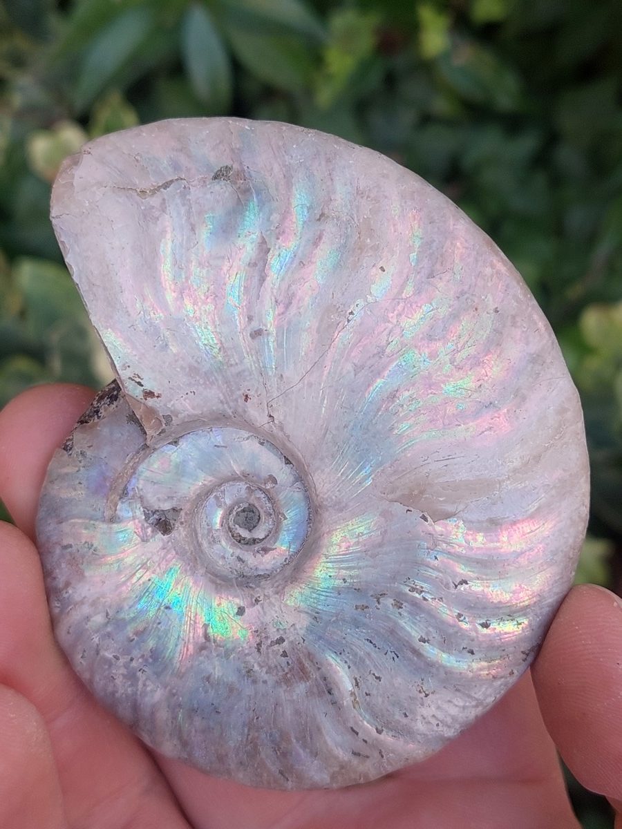 Fossile d'Ammonite nacré