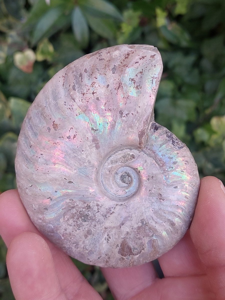Fossile d'Ammonite nacré - Boutique suisse de minéraux du monde & lithothérapie
