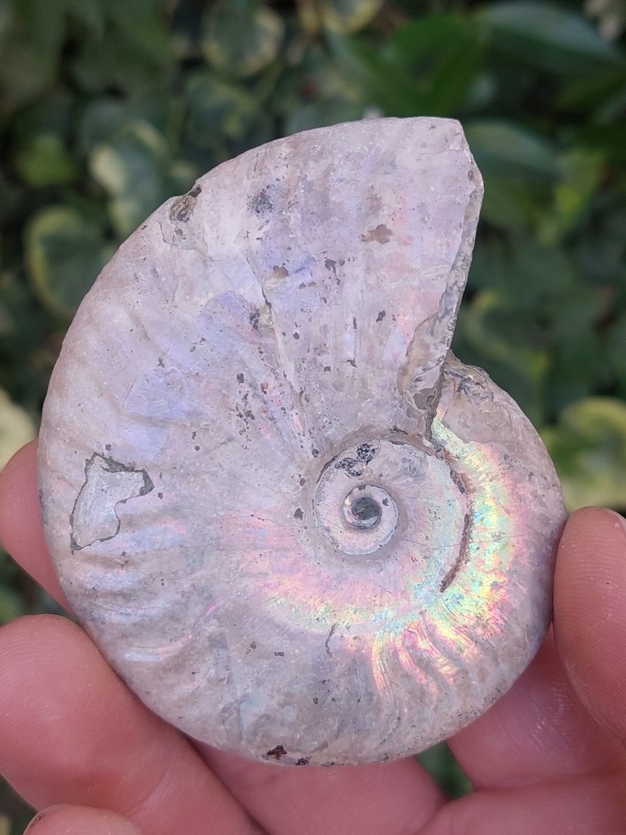 Fossile d'Ammonite nacré