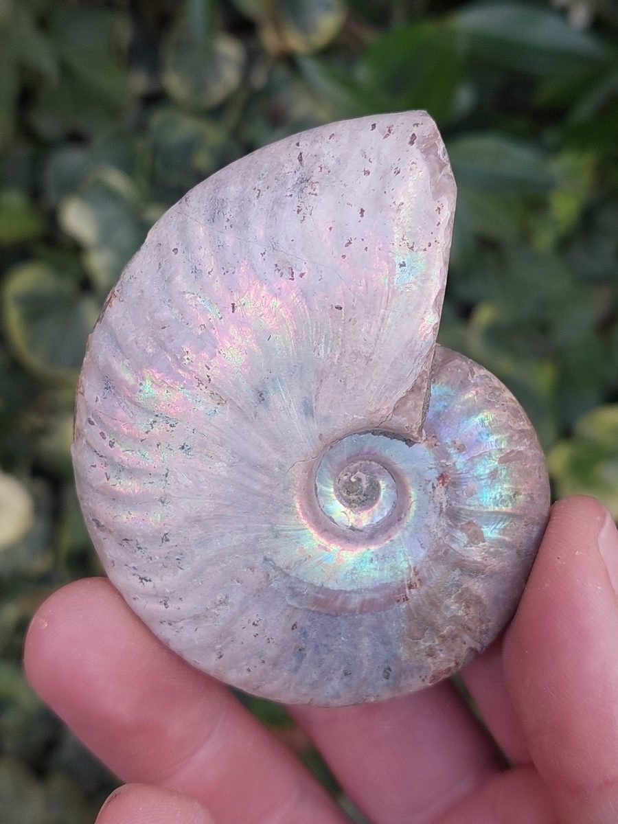 Fossile d'Ammonite nacré - Boutique suisse de minéraux du monde & lithothérapie
